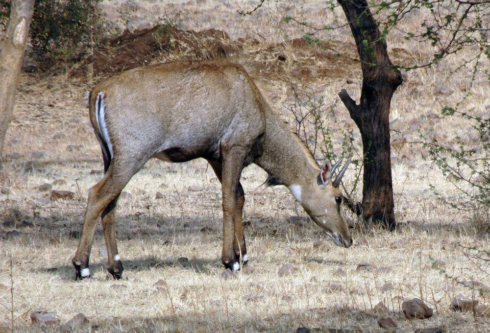 Nilgai (pixabay.com/Bishnu Sarangi)
