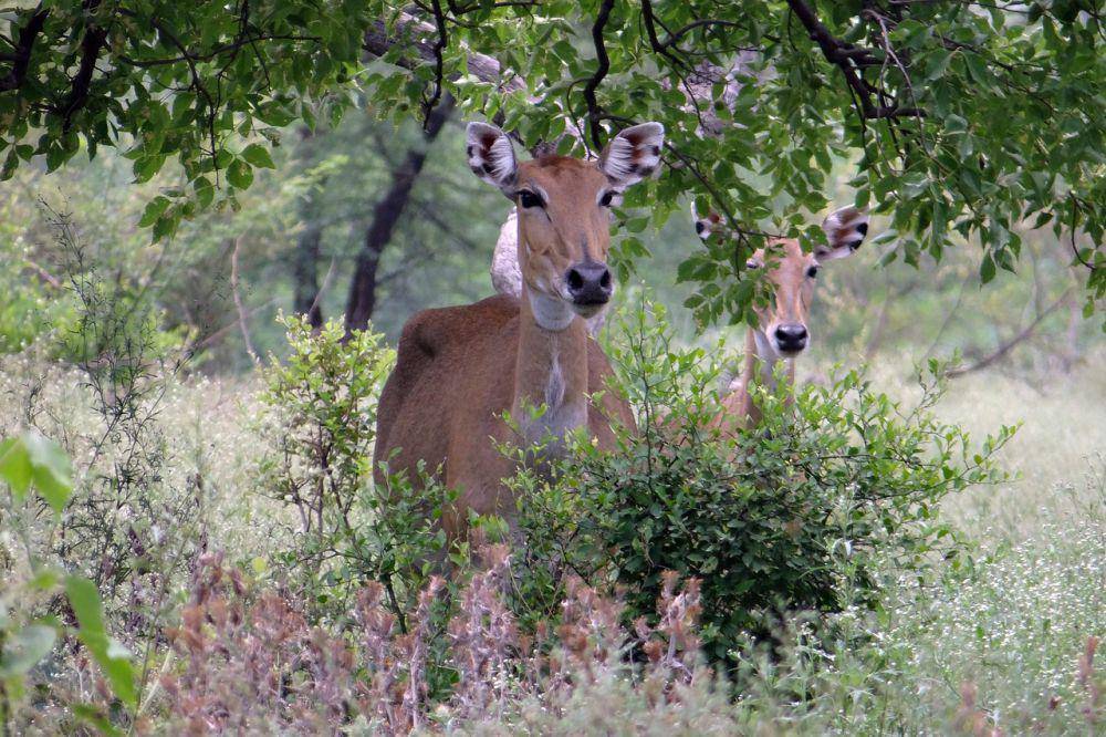 Nilgai (pixabay.com/Bishnu Sarangi)