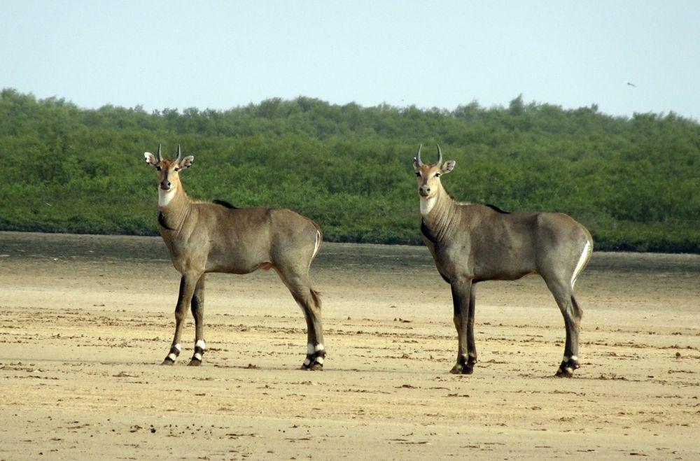 5 Fakta Nilgai, Bisa Bertahan untuk Waktu yang Lama Tanpa Minum
