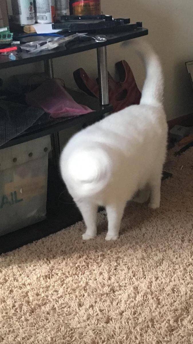 momen kocak sebelum bersin (reddit.com/r/PerfectTiming)