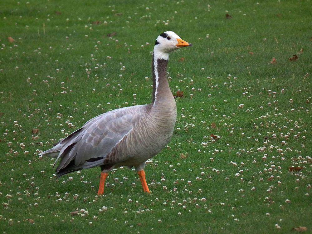 Anser indicus (commons.wikimedia.org/4028mdk09)
