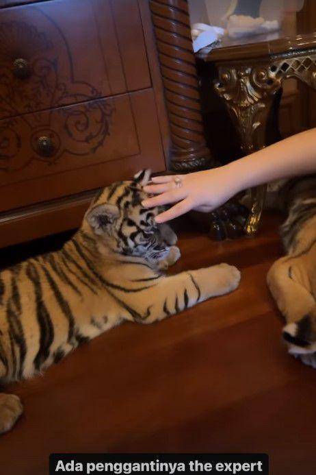 Nagita momong anak harimau (Instagram.com/alshadahmad)