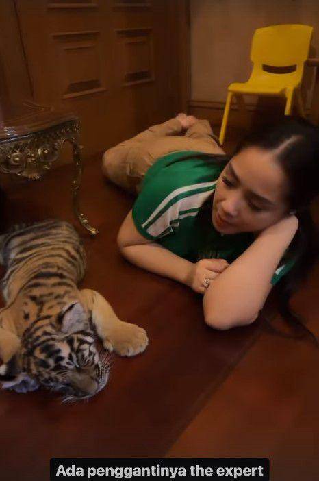 Nagita momong anak harimau (Instagram.com/alshadahmad)
