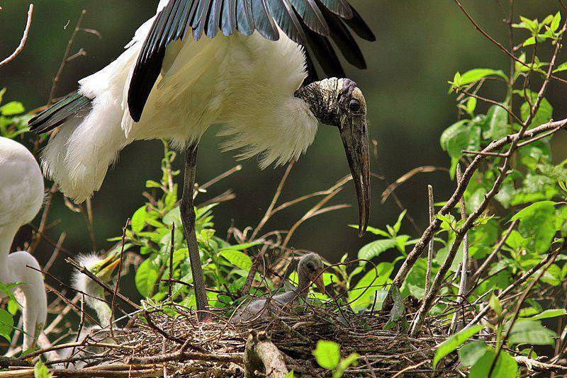Induk wood stork memayungi anaknya. (commons.wikimedia.org/U.S. Fish and Wildlife Service Southeast Region)