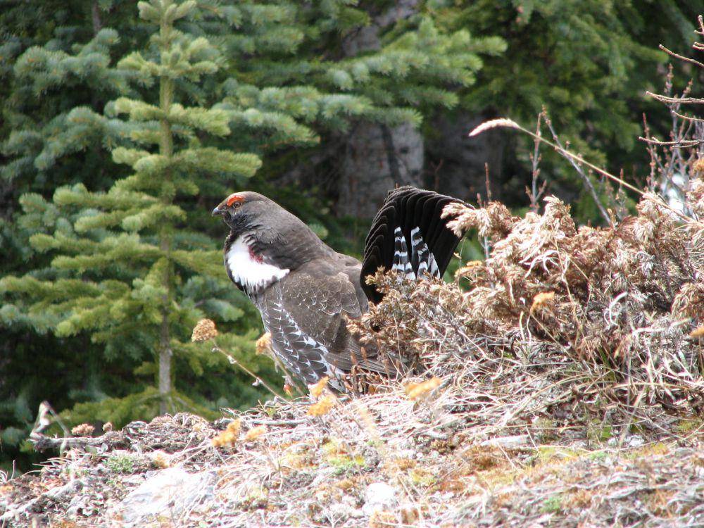 Burung Dendragapus obscurus (commons.wikimedia.org/Matt MacGillivray)