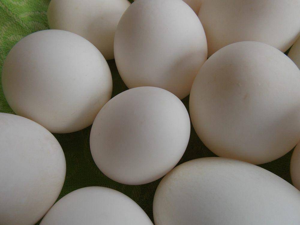 Telur bebek (pixabay.com/whitlox)