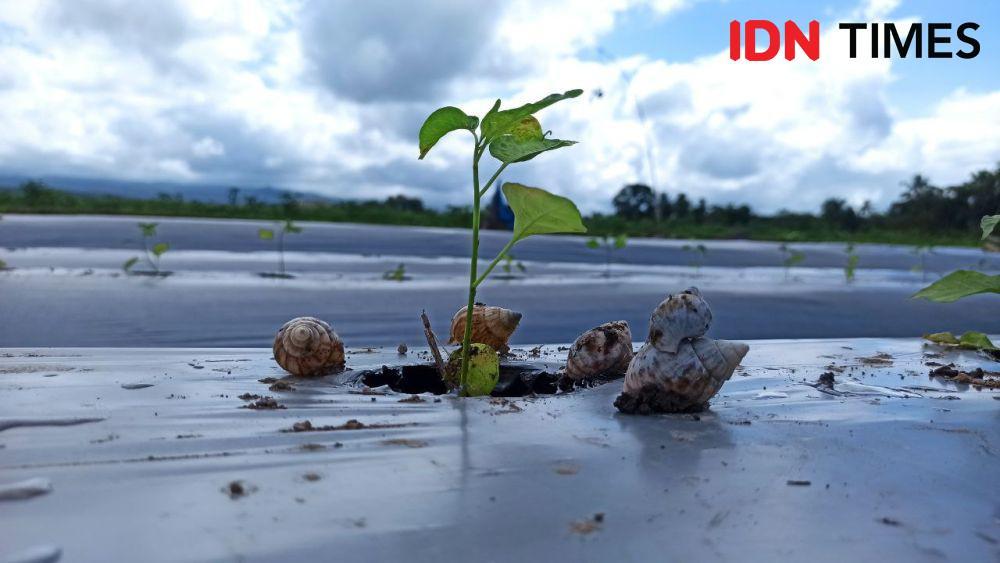 Masa Tanam di Banyuwangi Terganggu Hama Bekicot