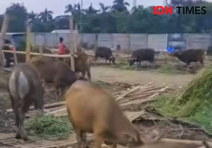 Tak Laku, 2.000 Ekor Sapi Asal Bima akan Dipulangkan dari Jabodetabek