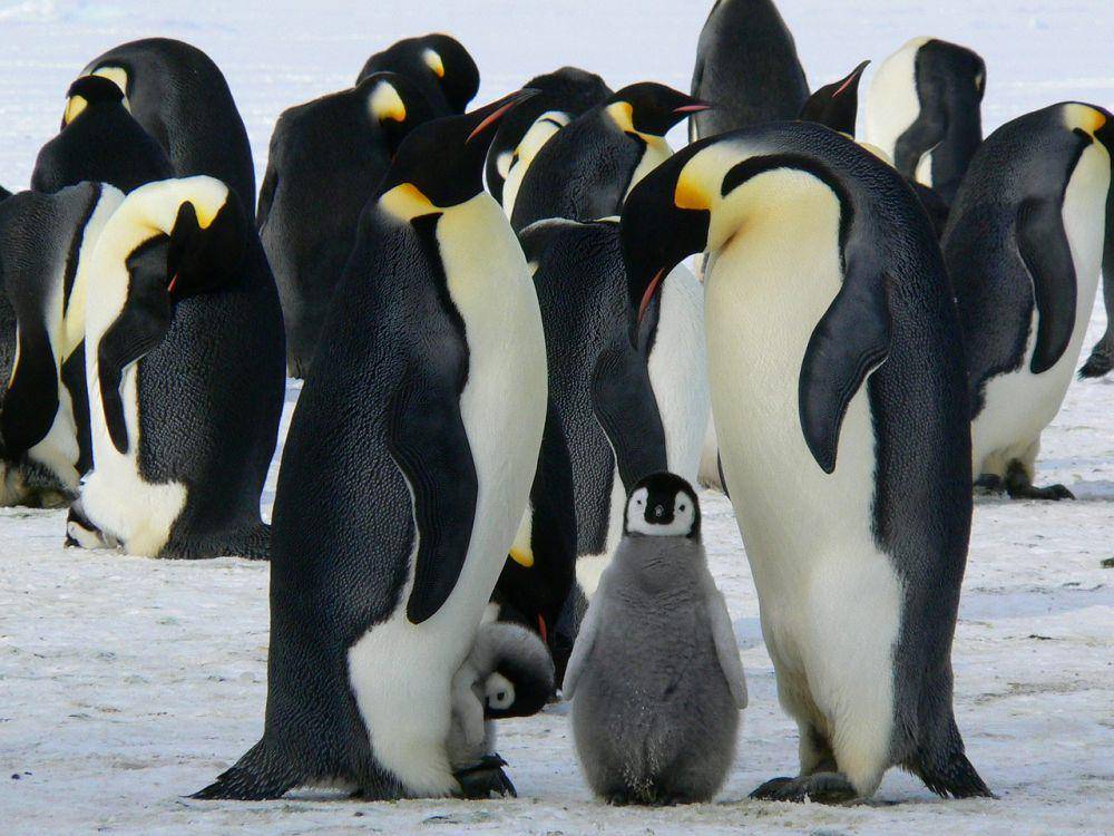 ilustrasi penguin (Pixabay.com/MemoryCatcher)