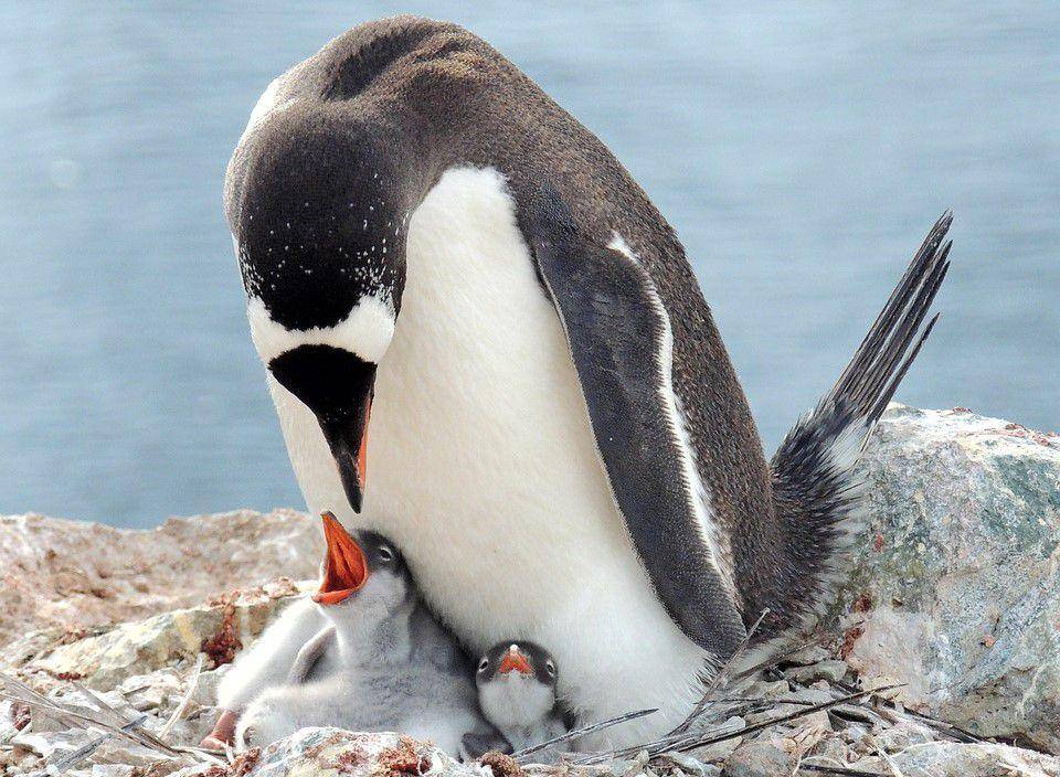 ilustrasi penguin (Pixabay.com/clara5656)