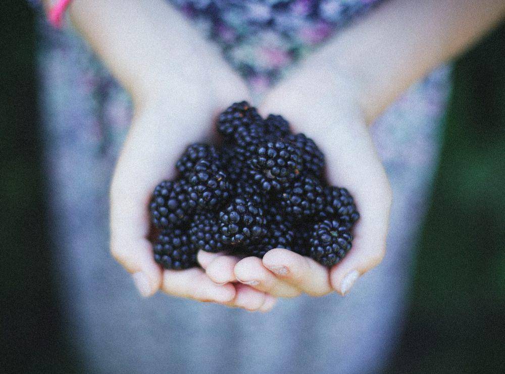 ilustrasi blackberry (unsplash.com/@enka80)