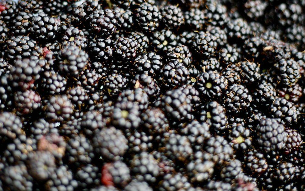 ilustrasi blackberry (unsplash.com/@dawsino)