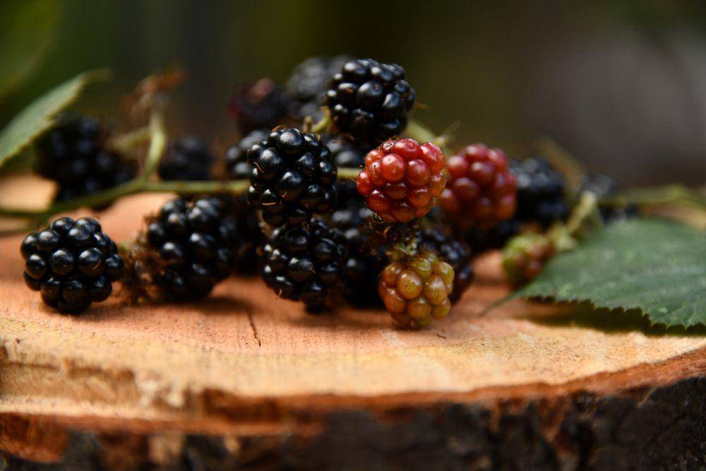 ilustrasi blackberry (unsplash.com/@shelleypauls)