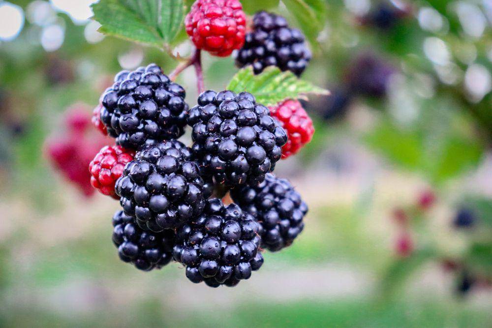 ilustrasi blackberry (unsplash.com/@amandahortiz)