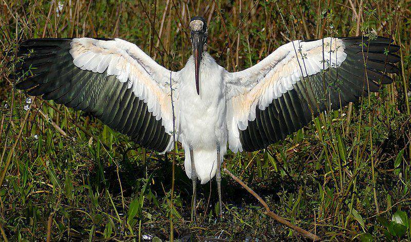 wood stork merentangkan sayap (commons.wikimedia.org/Bernard DUPONT)
