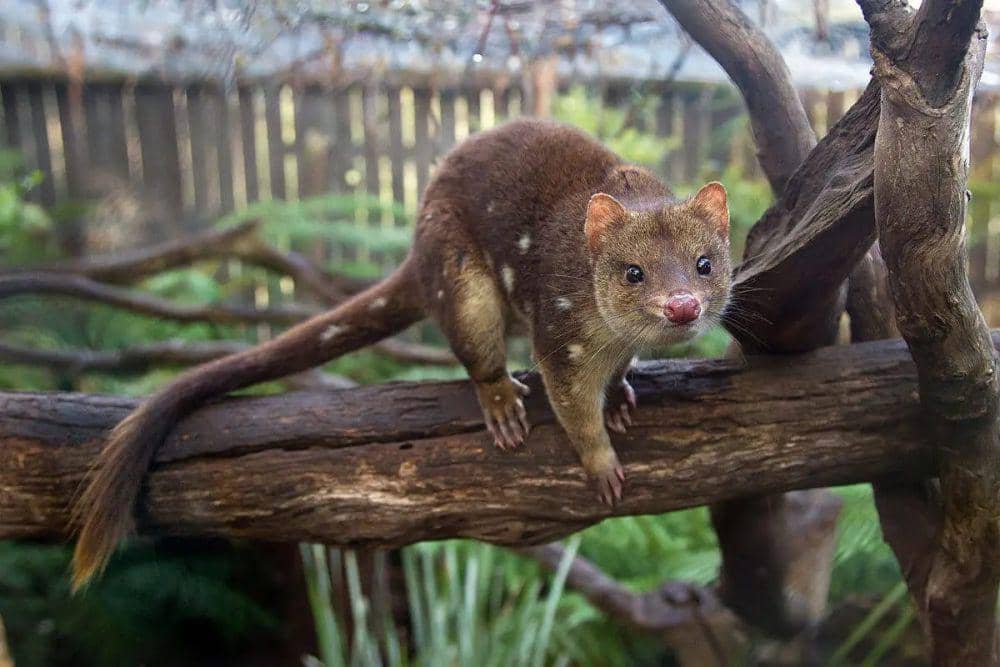 6 Fakta Menarik Quoll, Bayi Mereka Sangat Kecil!