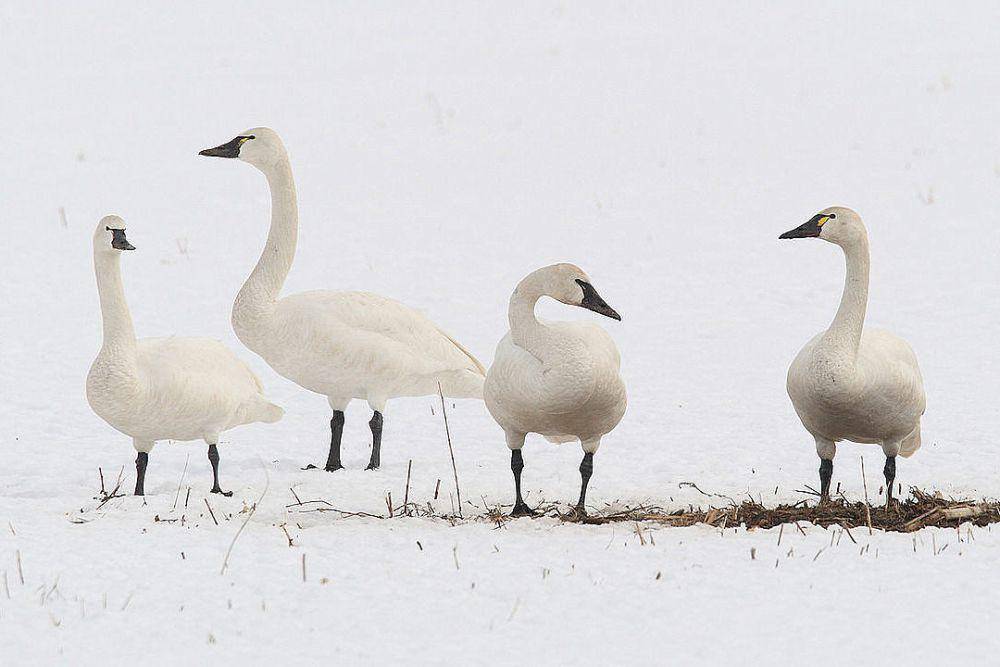 sekelompok angsa tundra di Kanada (commons.wikimedia.org/Mdf)