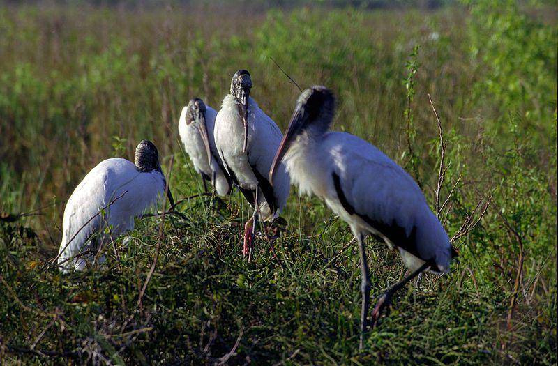 burung wood stork di Taman Nasional Everglade, Florida (commons.wikimedia.org/Jerzystrzelecki)
