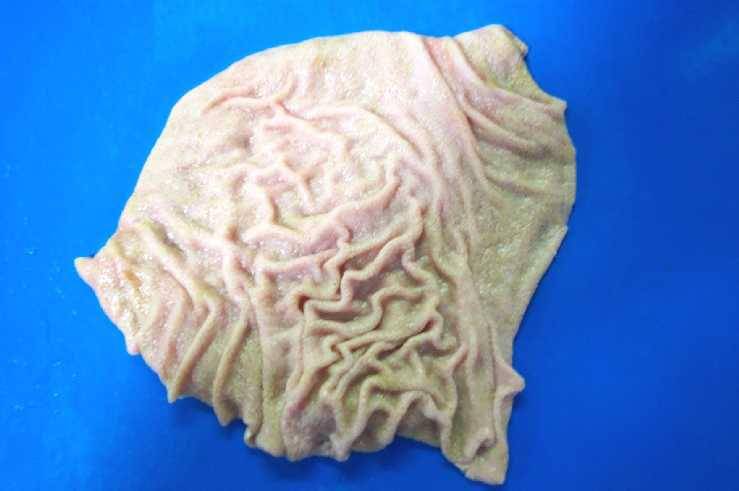 babat abomasum (commons.wikimedia.org/Wolfemanwm)