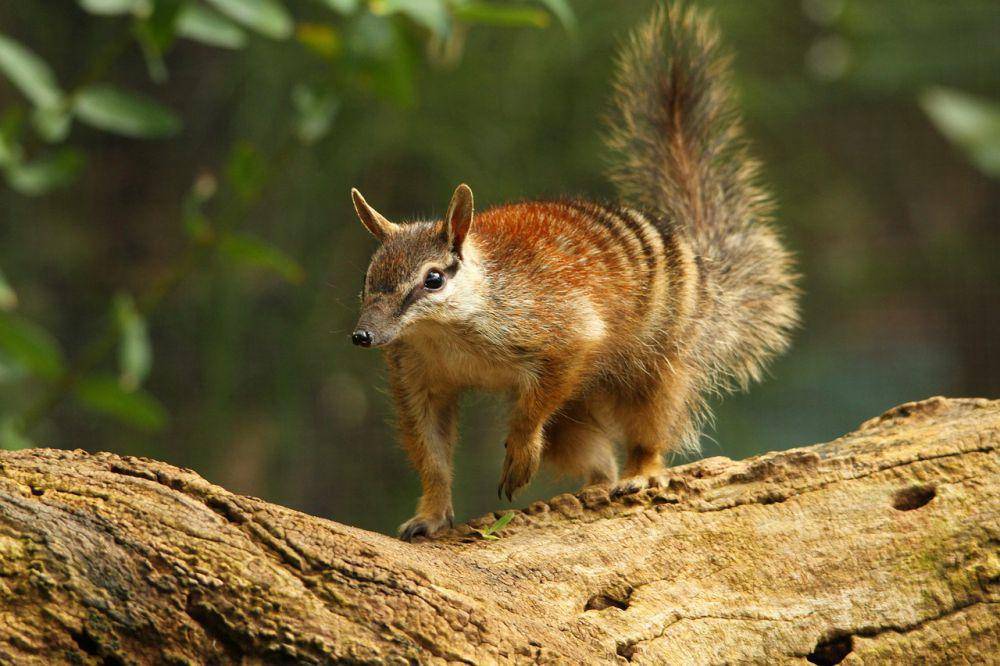 Numbat (pixabay,com/Seashalia Gibb)