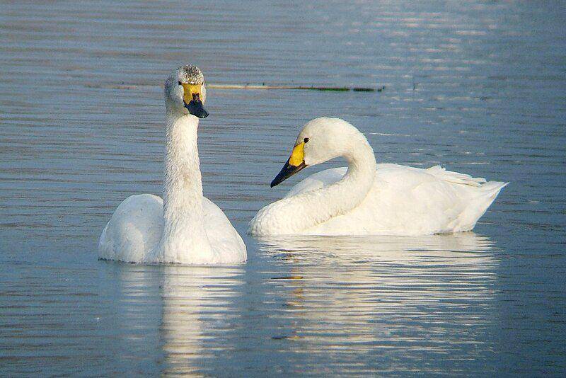 sepasang angsa tundra bewick di danau (commons.wikimedia.org/Sciadopitys)