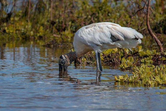 burung wood stork mencari makan (commons.wikimedia.org/Jairmoreirafotografia)