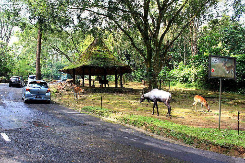 ilustrasi kebun binatang (commons.wikimedia.org/Arisdp)
