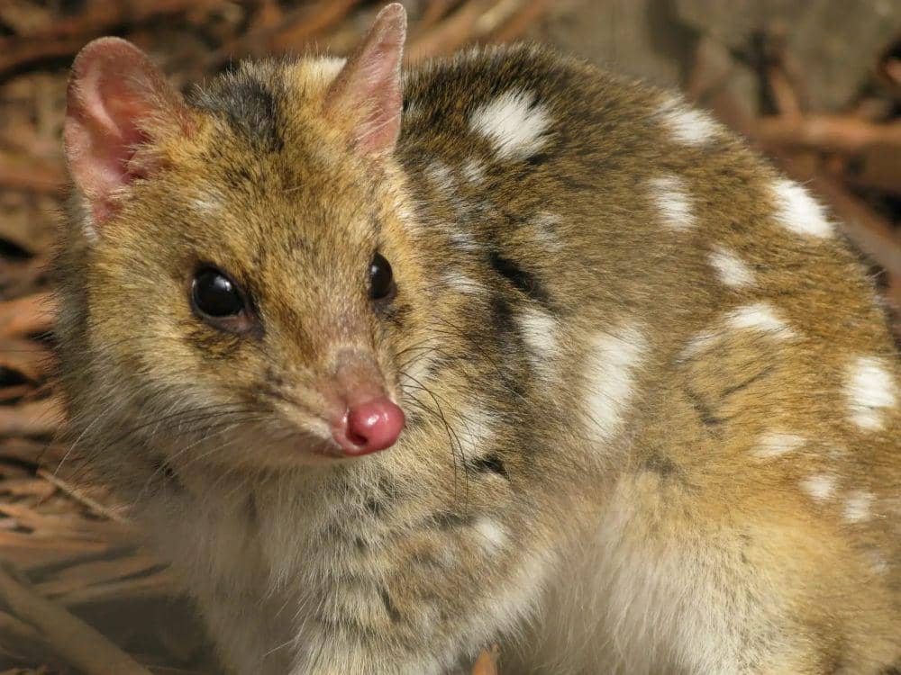 Eastern Quoll (flickr.com/sontag1)