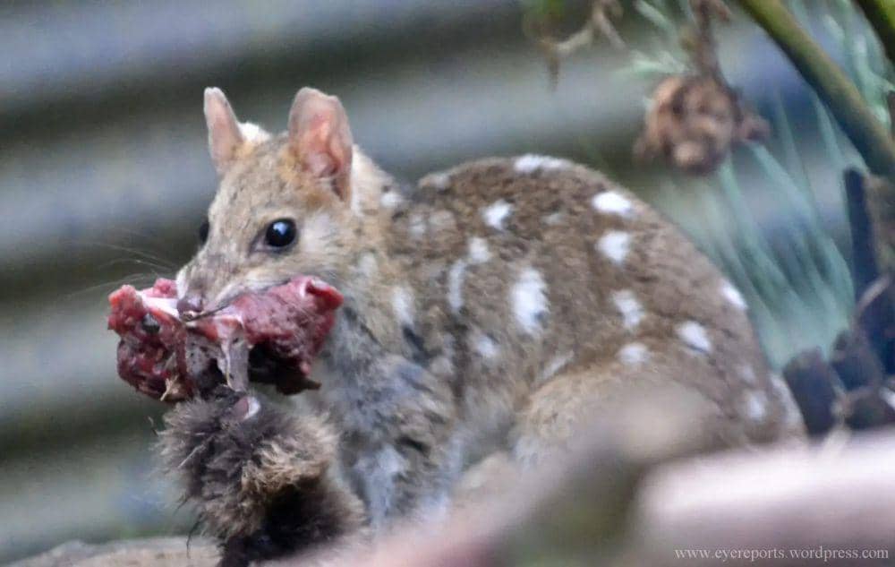 Eastern Quoll (flickr.com/gomagoti)