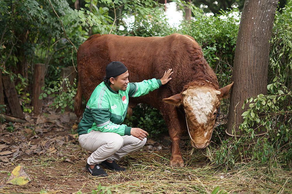 Idul Adha, Grab Sumbang Sapi Kurban 1 Ton dan
Ratusan Kambing
