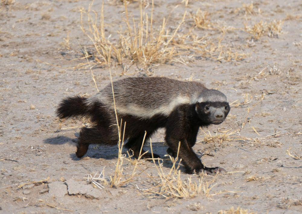Honey Badger (commons.wikimedia.org/Mauracher Gerhard)