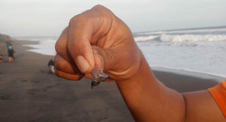 Korban Sengatan Ubur-Ubur di Pantai Gunungkidul Capai 141 Orang