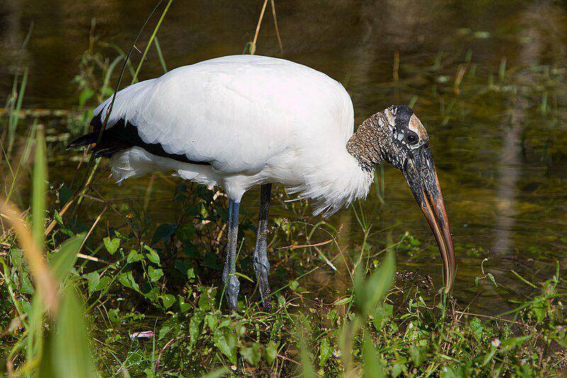 burung wood stork mencari makan (commons.wikimedia.org/Chauncey Davis)