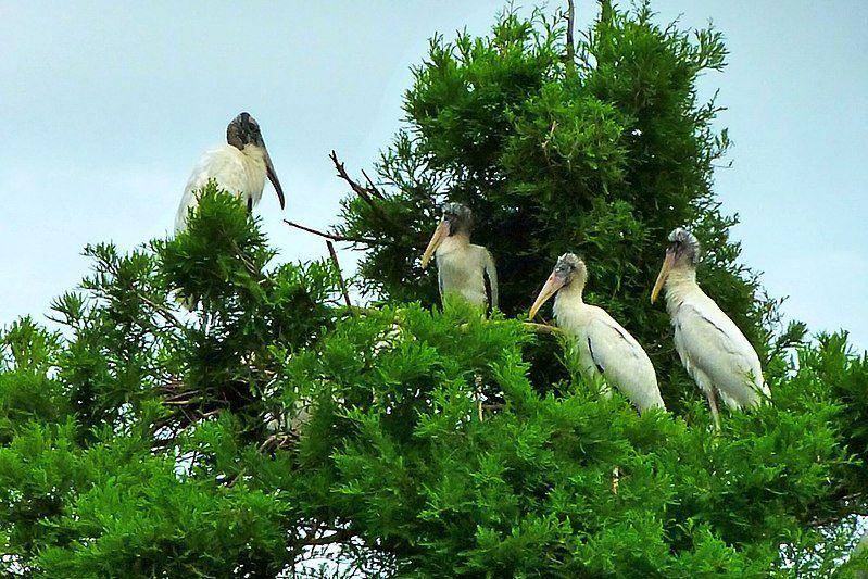 induk wood stork dan tiga anaknya di atas pohon (commons.wikimedia.org/Becky Skiba)