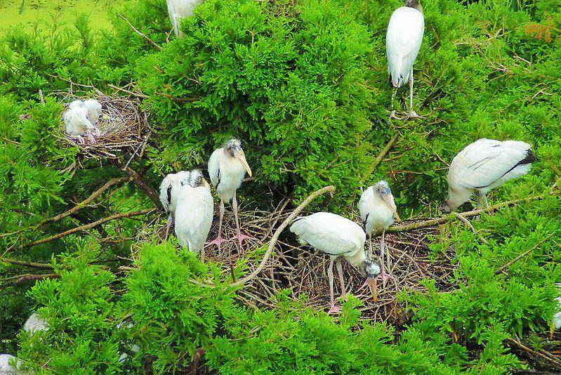 sarang koloni wood stork (commons.wikimedia.org/Becky Skiba of U.S. Fish and Wildlife Service Southeast Region)
