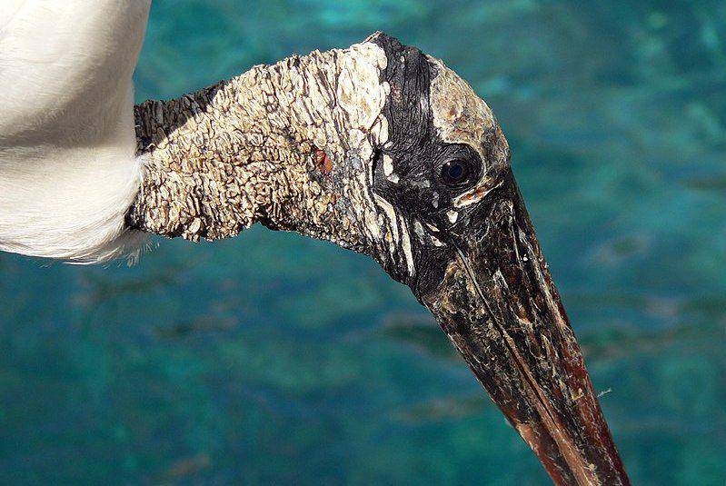 tampak dekat burung wood stork (commons.wikimedia.org/Stig Nygaard)