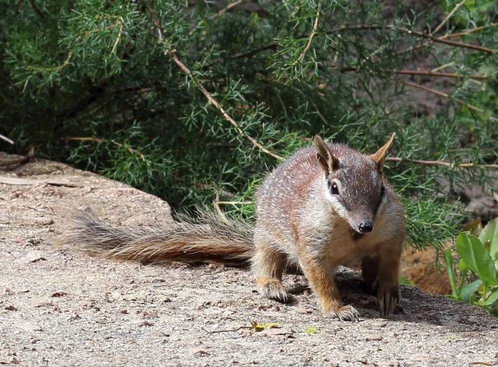 Numbat (flickr.com/S J Bennet)
