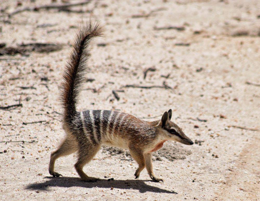 Numbat (pixabay,com/Terri Sharp)