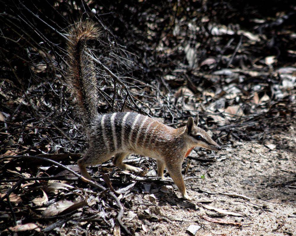 Numbat (pixabay,com/Terri Sharp)