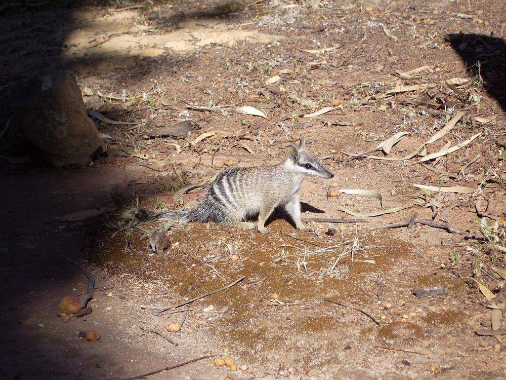 Numbat (pixabay,com/BurningWell)