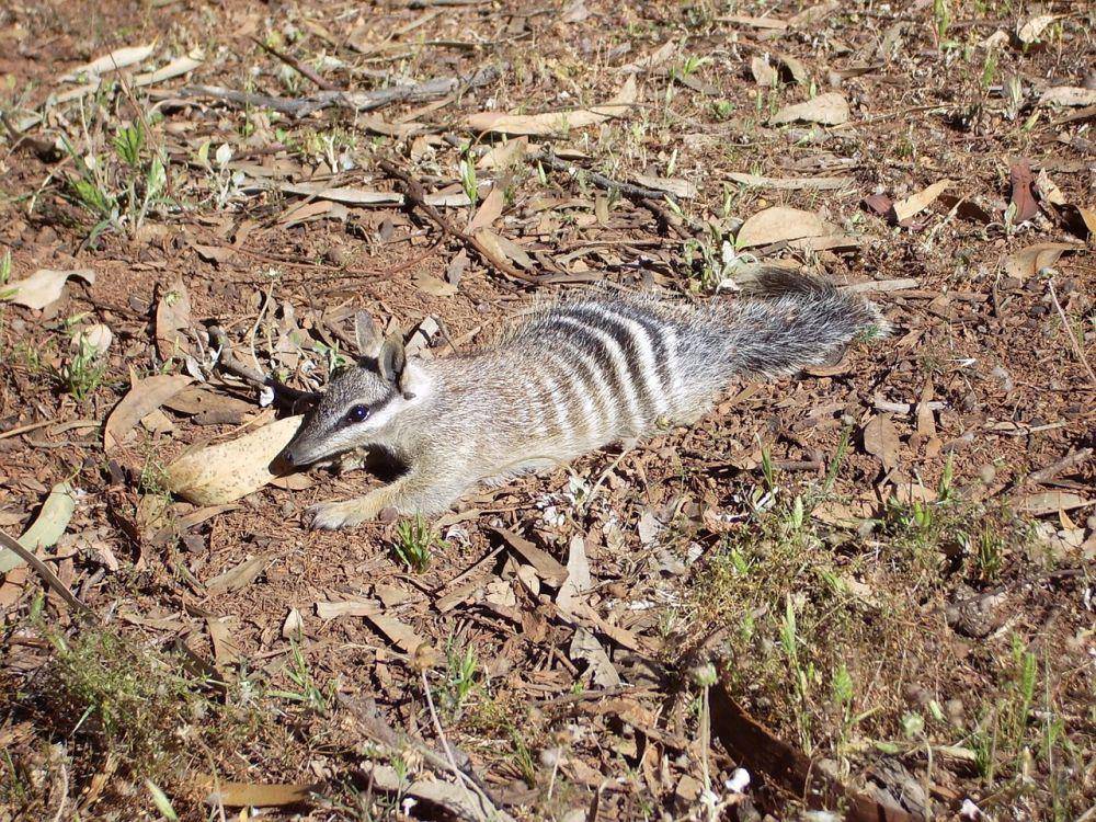 Numbat (pixabay,com/PublicDomainImages)