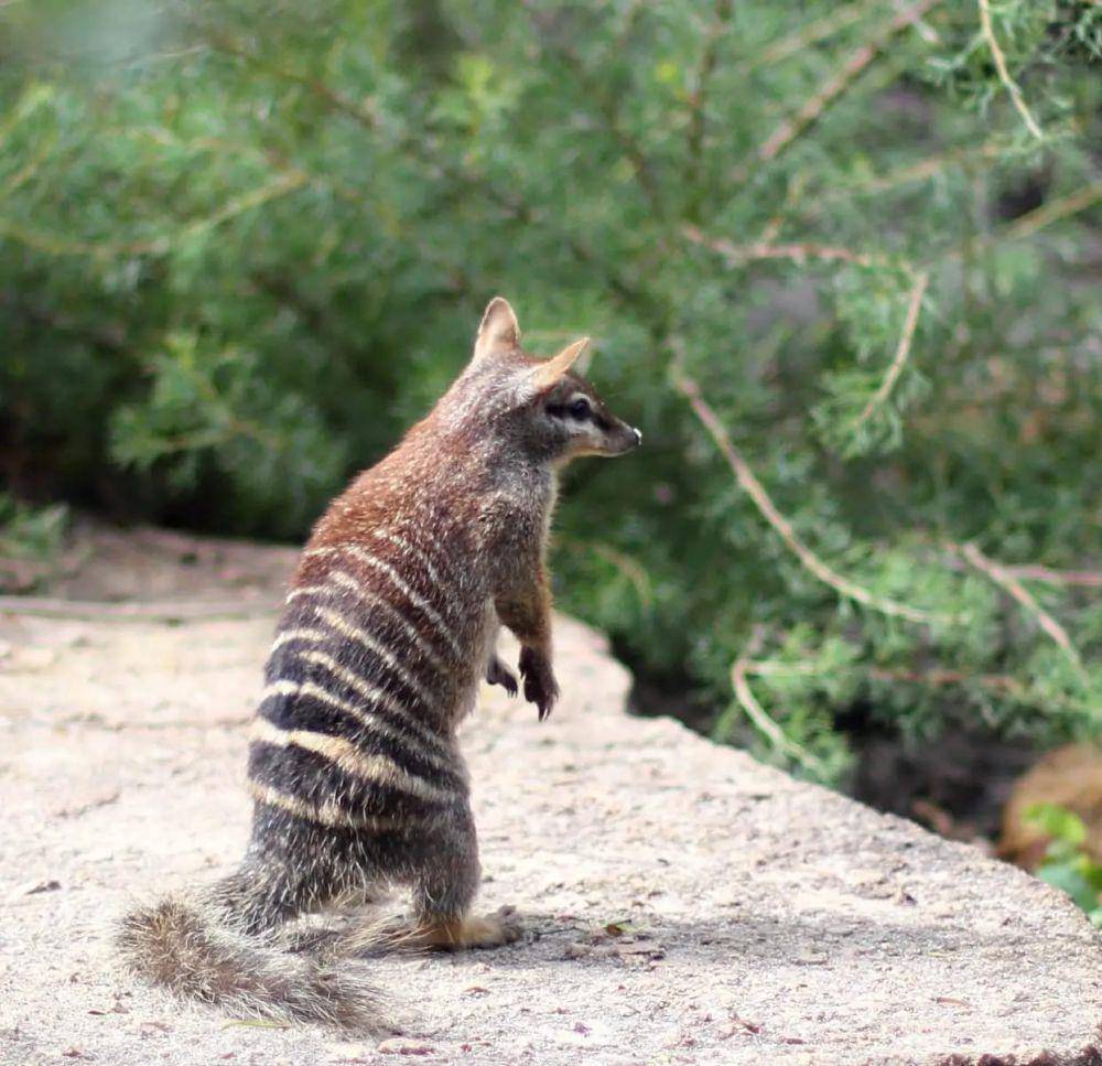 Numbat (flickr.com/S J Bennett)
