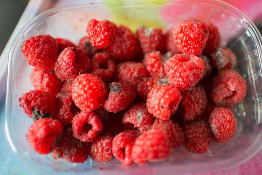 ilustrasi raspberry yang berjamur (vecteezy.com/marijoselm324969)