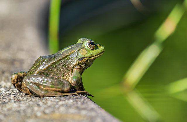 ilustrasi katak (pexels.com/Couleur)