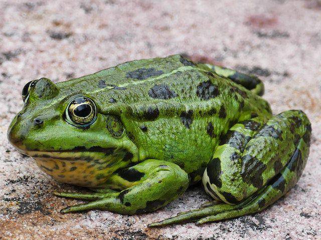 ilustrasi katak (pexels.com/Nature-For-Future)