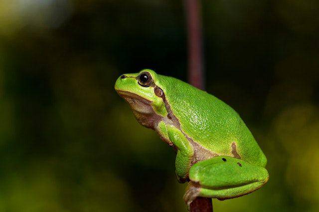 ilustrasi katak (pexels.com/Pixabay)