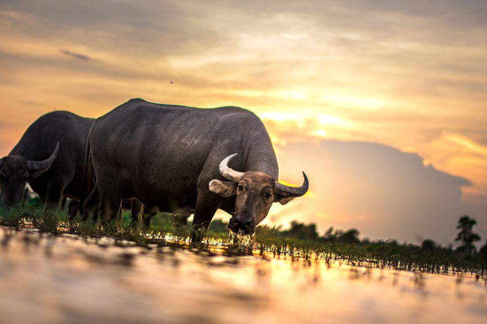 ilustrasi kerbau di sawah (pexels.com/pixabay)