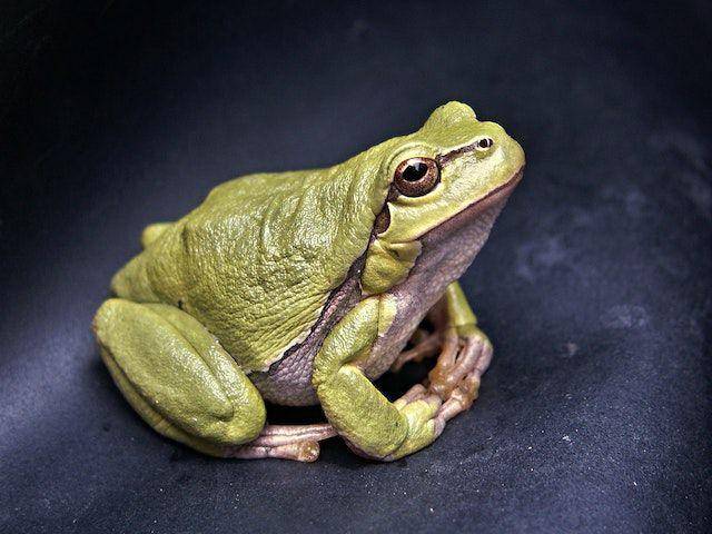 ilustrasi katak (pexels.com/Pixabay)