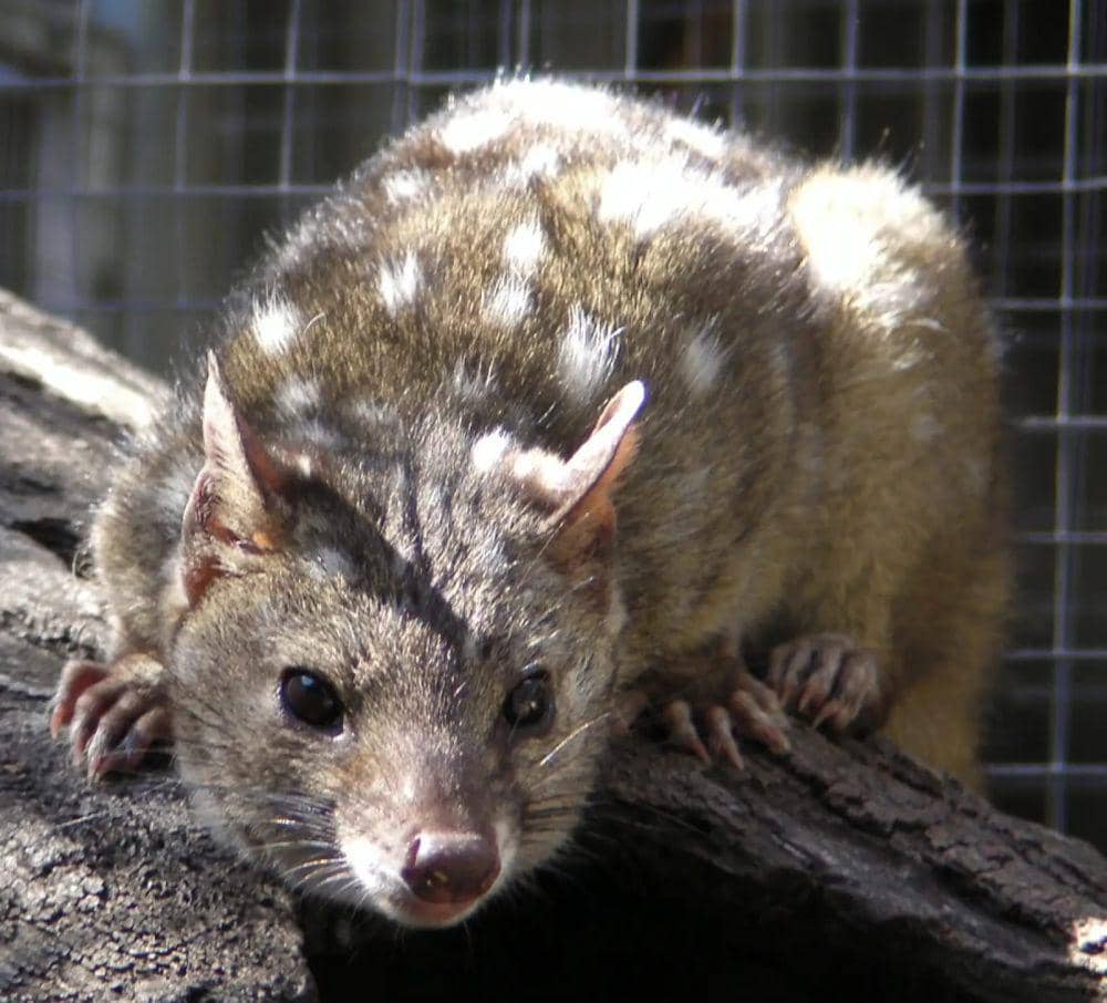 Western Quoll (animalia.bio/Animalia)