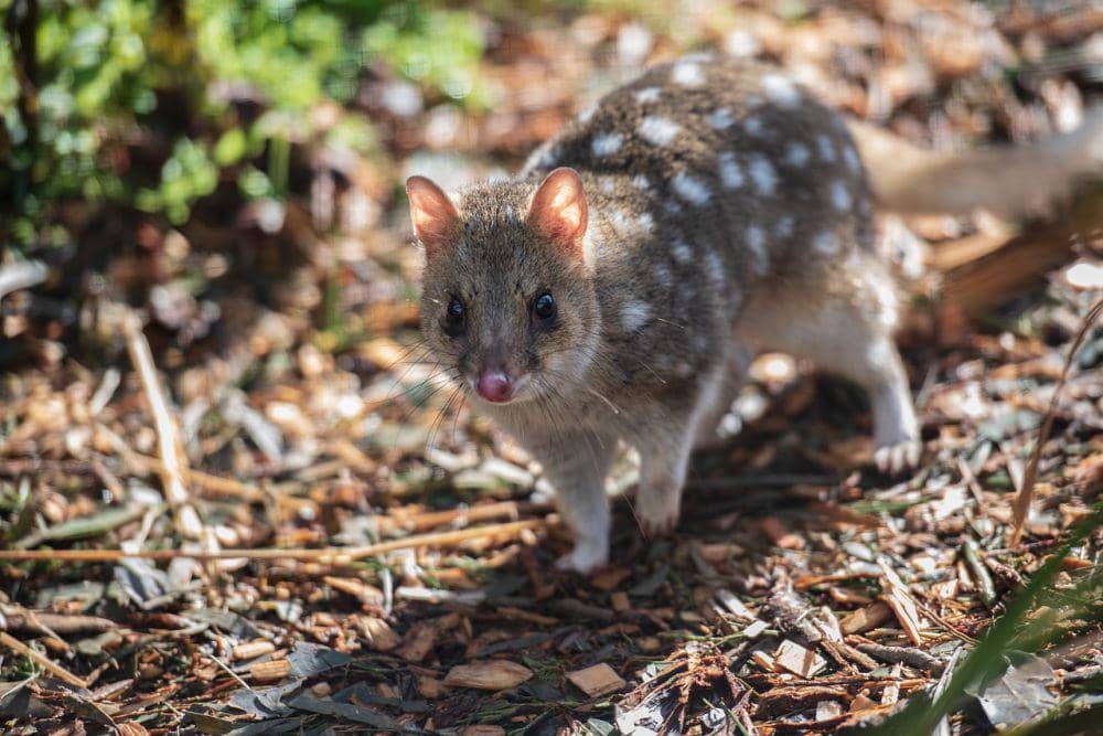 Quoll (pixabay.com/Penny)